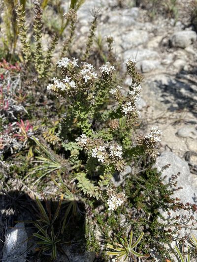 Selago setulosa, photographed by Christina