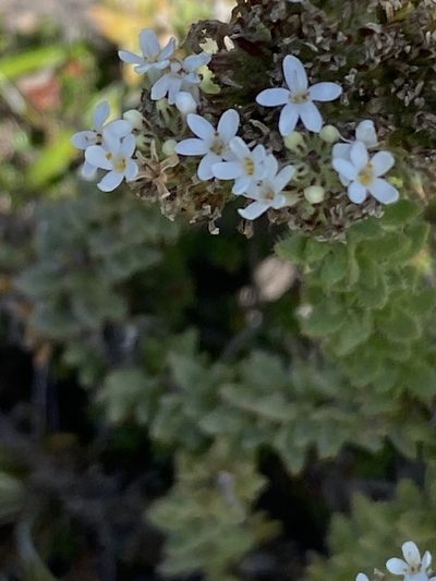 Selago setulosa, photographed by Christina