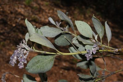 Garrya flavescens, photographed by Brian Finzel