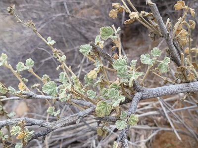 Malacothamnus marrubioides