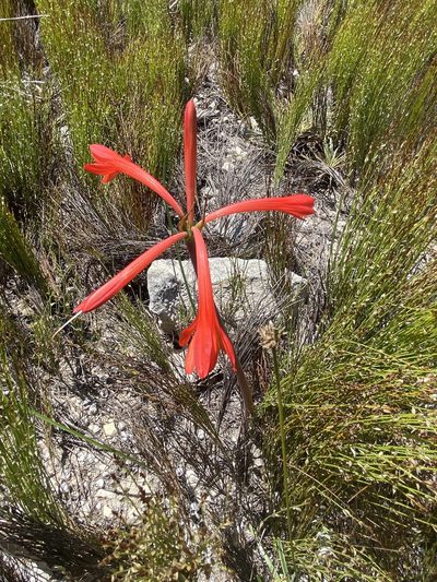 Cyrtanthus fergusoniae, photographed by Christina