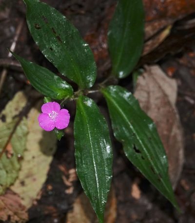 Tradescantia poelliae, photographed by desertnaturalist