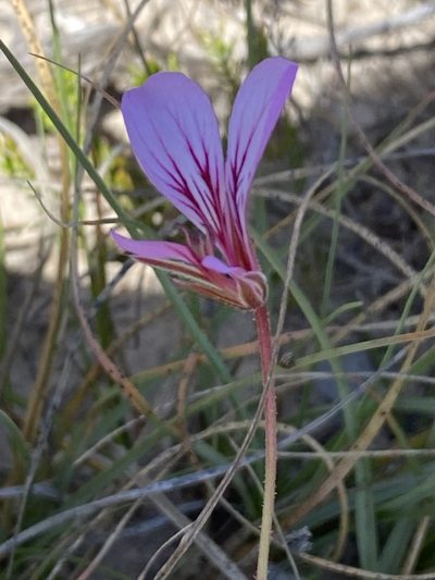 Pelargonium caucalifolium, photographed by Christina