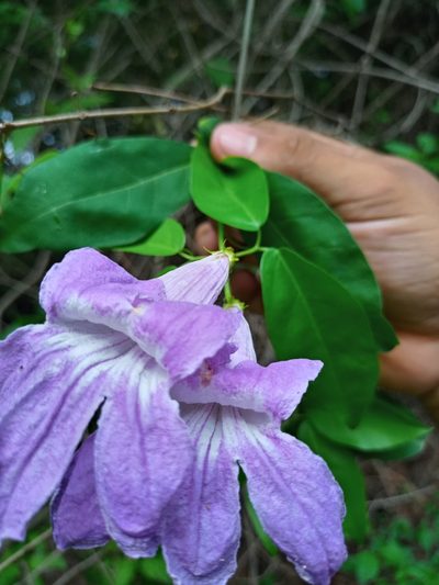 Bignonia callistegioides, photographed by Fede y Vani