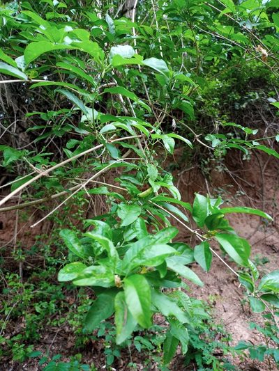 Fridericia truncata, photographed by Fede y Vani