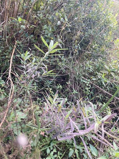 Lippia stoechadifolia, photographed by Jade Fortnash