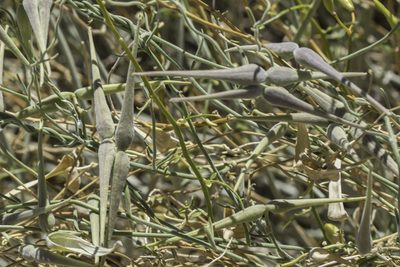 Funastrum hirtellum, photographed by Craig Martin