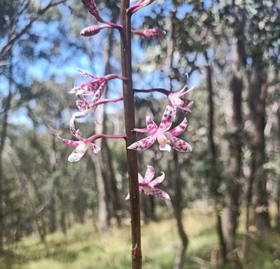 Dipodium squamatum, photographed by Matthew Lincoln