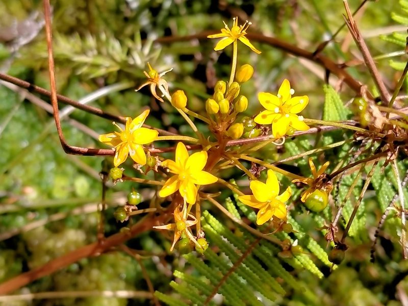 Bulbinella modesta, photographed by Heidi Meudt