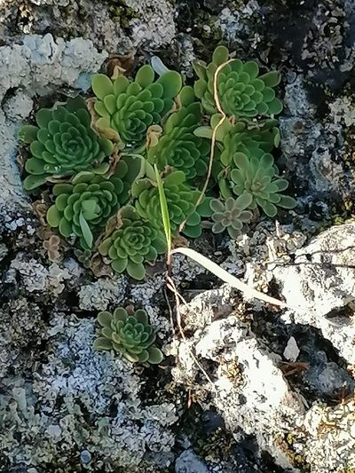 Pinguicula esseriana, photographed by Alejandro Gómez Maya