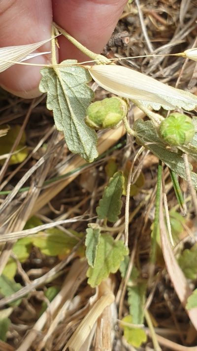 Sida corrugata, photographed by Rosalie Lawrence