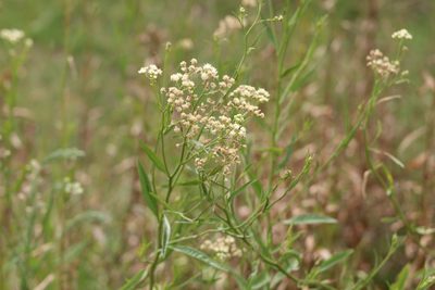 Baccharis glutinosa, photographed by demianlescano