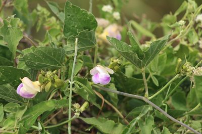 Leptospron adenanthum, photographed by demianlescano