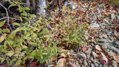 Scutellaria galericulata, photographed by alicia penney