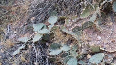 Opuntia phaeacantha, photographed by Noland Martin