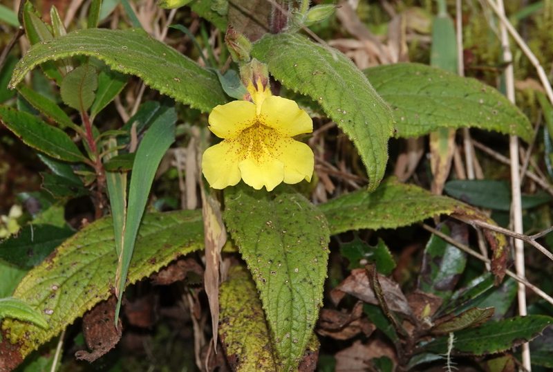 Hemichaena fruticosa, photographed by desertnaturalist