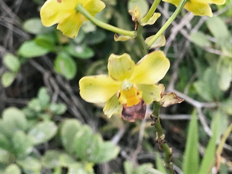 Cyrtopodium flavum, photographed by Mario Barroso