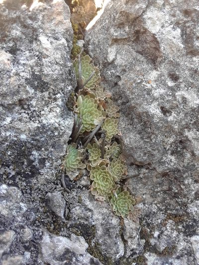 Pinguicula esseriana, photographed by Alejandro Gómez Maya