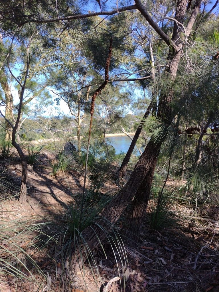 Xanthorrhoea concava, photographed by Tricia Kaye