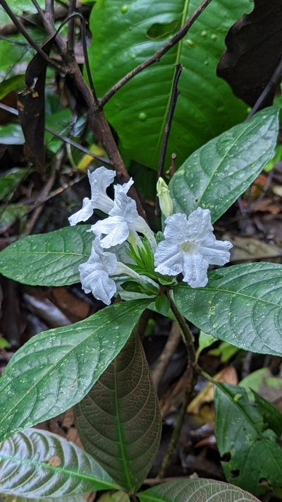 Ruellia tubiflora, photographed by Emily Franzen