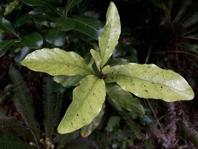 Alseuosmia macrophylla, photographed by naturewatchwidow