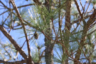 Pinus elliottii, photographed by Henggang Cui