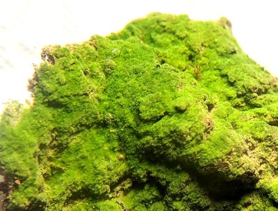 Pogonatum pensilvanicum, photographed by Kristi Zoebelein