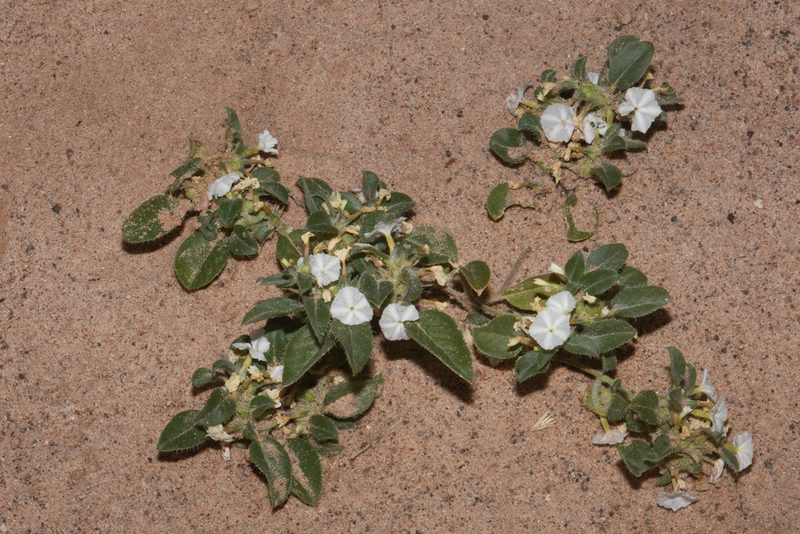 Euploca convolvulacea, photographed by Brian Finzel