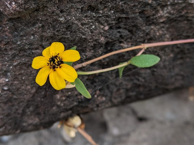 Zinnia maritima, photographed by bemma