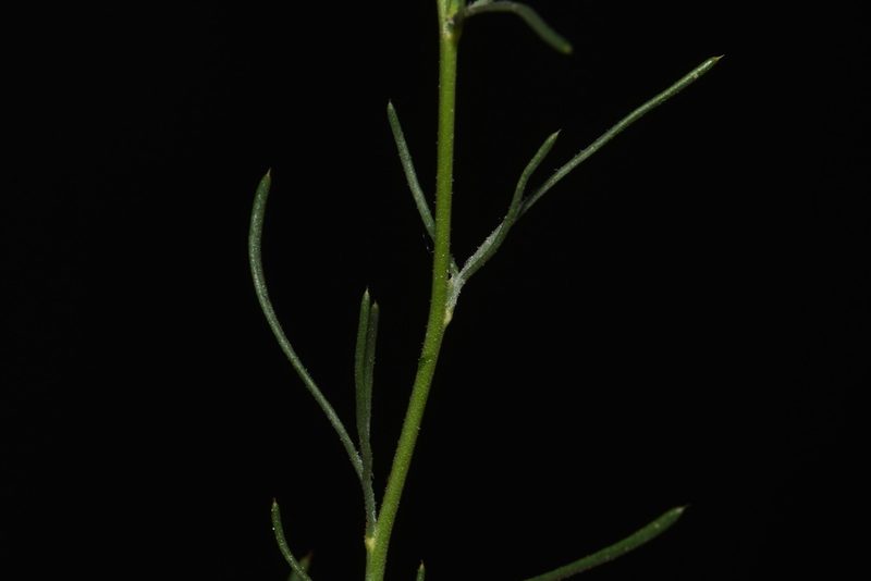 Ipomopsis laxiflora, photographed by Brian Finzel