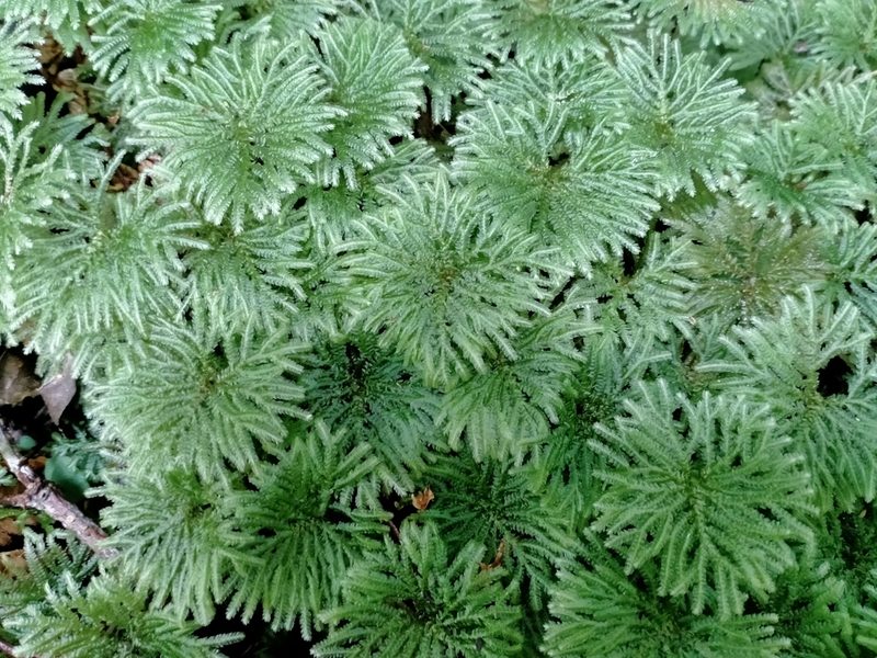 Canalohypopterygium tamariscinum, photographed by Heidi Meudt