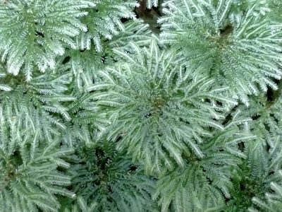 Canalohypopterygium tamariscinum, photographed by Heidi Meudt