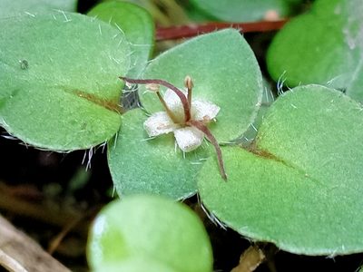 Nertera villosa, photographed by Heidi Meudt