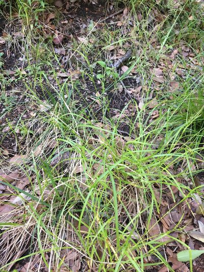 Carex gibba, photographed by Yoshihiro Tokue