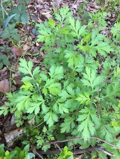 Artemisia princeps, photographed by Yoshihiro Tokue