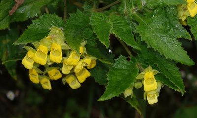 Calceolaria perfoliata, photographed by desertnaturalist