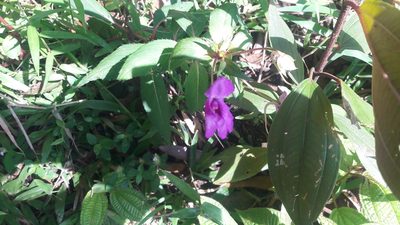 Impatiens hawkeri, photographed by Muhammad Malik Ali