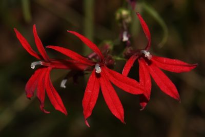 Lobelia cardinalis, photographed by Brian Finzel