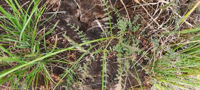 Swainsona procumbens, photographed by spacegecko