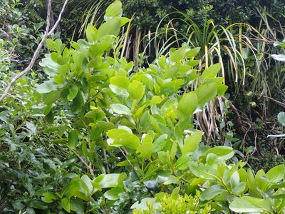 Griselinia lucida, photographed by Tony Steer