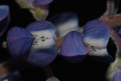 Lupinus argenteus