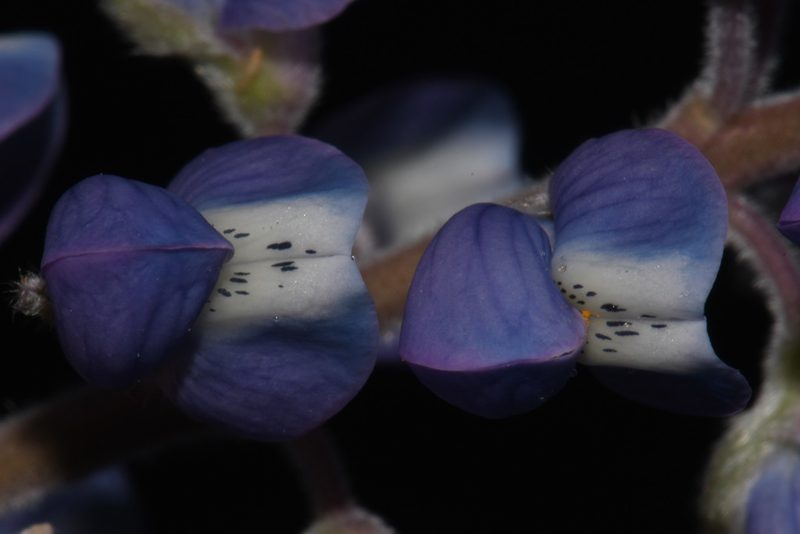 Lupinus argenteus, photographed by Brian Finzel