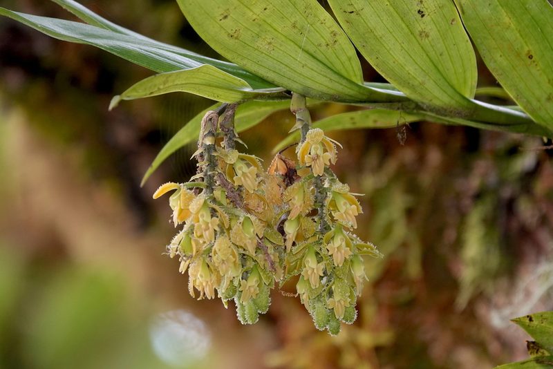 Epidendrum muricatisepalum, photographed by desertnaturalist