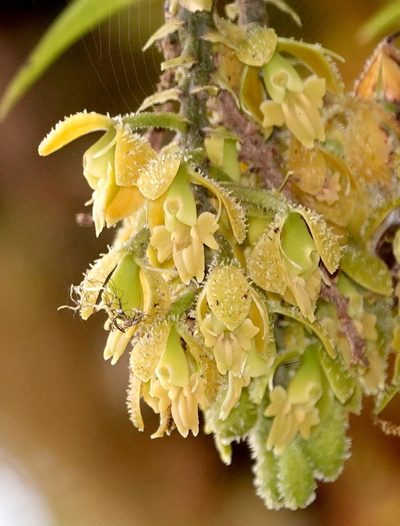 Epidendrum muricatisepalum, photographed by desertnaturalist