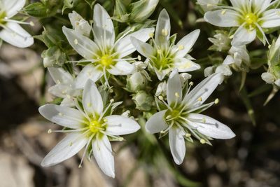 Eremogone hookeri, photographed by Cecelia Alexander
