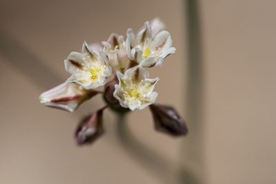 Eriogonum tenellum, photographed by Cecelia Alexander