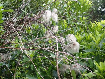 Clematis paniculata, photographed by Tony Steer