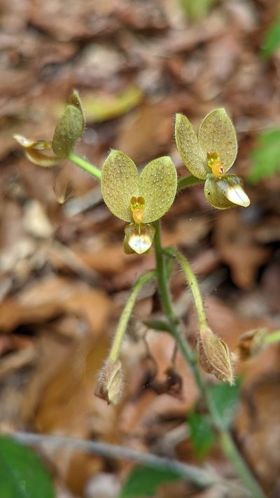 Ponthieva formosa, photographed by Emily Franzen