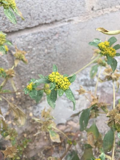 Flaveria trinervia, photographed by Oscar C. González Martínez