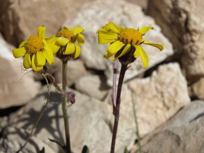Packera werneriifolia, photographed by Jim Morefield